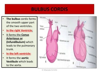 BULBUS CORDIS
• The bulbus cordis forms
the smooth upper part
of the two ventricles.
• In the right Ventricle:
• It forms the Conus
Arteriosus or
(Infundibulum) which
leads to the pulmonary
trunk.
• In the left ventricle:
• It forms the aortic
Vestibule which leads
to the aorta.
Dr Ndayisaba Corneille
 