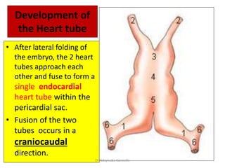 Development of
the Heart tube
• After lateral folding of
the embryo, the 2 heart
tubes approach each
other and fuse to form a
single endocardial
heart tube within the
pericardial sac.
• Fusion of the two
tubes occurs in a
craniocaudal
direction.
Dr Ndayisaba Corneille
 
