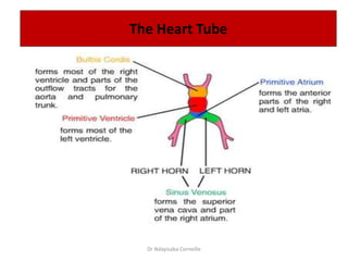 The Heart Tube
Dr Ndayisaba Corneille
 