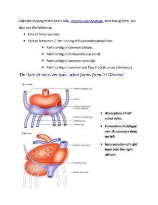 After the looping of the heart tube, internal specifications start taking form. We
shall see the following:
      Fate of Sinus venosus.
      Septae formation / Partitioning of fused endocardial tube:
                   Partitioning of common atrium.
                   Partitioning of Atrioventricular canal.
                   Partitioning of common ventricle.
                   Partitioning of common out flow tract (truncus arteriosus)

The fate of sinus venosus- what forms from it? Observe




                                                         • Absorption of left
                                                           sided veins

                                                         • Formation of oblique
                                                           vein & coronary sinus
                                                           on left

                                                         • Incorporation of right
                                                           horn into the right
                                                           atrium.
 