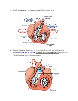 1. Pair of ridges growing from the opposite walls of the outflow tract.




2. The two ridges grow toward each other spirally and eventually fuse resulting in the
   formation conotruncal       sptum (Aortico pulmonary septum) that divides
   the tract into aorta and the pulmonary trunk.
 
