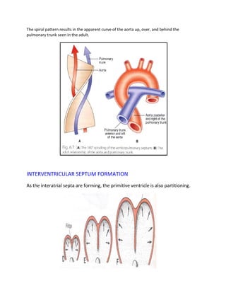 The spiral pattern results in the apparent curve of the aorta up, over, and behind the
pulmonary trunk seen in the adult.




INTERVENTRICULAR SEPTUM FORMATION
As the interatrial septa are forming, the primitive ventricle is also partitioning.
 