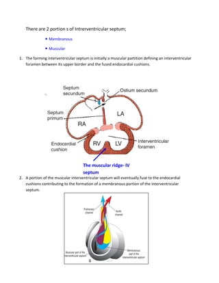 There are 2 portion s of Intrerventricular septum;
                 Membranous

                 Muscular

1. The forming interventricular septum is initially a muscular partition defining an interventricular
   foramen between its upper border and the fused endocardial cushions.




                                     The muscular ridge- IV
                                     septum
2. A portion of the muscular interventricular septum will eventually fuse to the endocardial
   cushions contributing to the formation of a membranous portion of the interventricular
   septum.
 