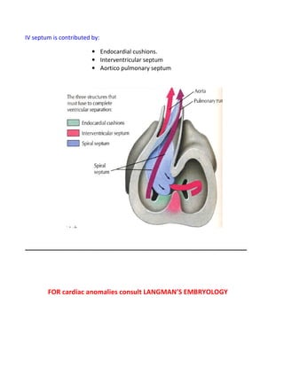 IV septum is contributed by:

                         • Endocardial cushions.
                         • Interventricular septum
                         • Aortico pulmonary septum




____________________________________________________________




        FOR cardiac anomalies consult LANGMAN’S EMBRYOLOGY
 