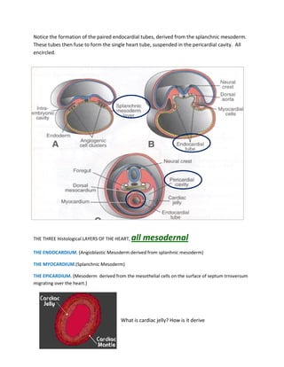 Notice the formation of the paired endocardial tubes, derived from the splanchnic mesoderm.
These tubes then fuse to form the single heart tube, suspended in the pericardial cavity. All
encircled.




THE THREE Histological LAYERS OF THE HEART,   all mesodernal
THE ENDOCARDIUM. (Angioblastic Mesoderm derived from splanhnic mesoderm)

THE MYOCARDIUM.(Splanchnic Mesoderm)

THE EPICARDIUM. (Mesoderm derived from the mesothelial cells on the surface of septum trnsversum
migrating over the heart.)




                                       What is cardiac jelly? How is it derive
 