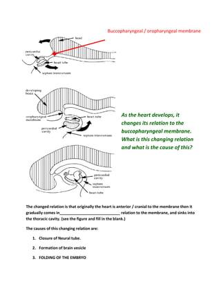Buccopharyngeal / oropharyngeal membrane




                                                     As the heart develops, it
                                                     changes its relation to the
                                                     buccopharyngeal membrane.
                                                     What is this changing relation
                                                     and what is the cause of this?




The changed relation is that originally the heart is anterior / cranial to the membrane then it
gradually comes in____________________________ relation to the membrane, and sinks into
the thoracic cavity. (see the figure and fill in the blank.)

The causes of this changing relation are:

   1. Closure of Neural tube.

   2. Formation of brain vesicle

   3. FOLDING OF THE EMBRYO
 