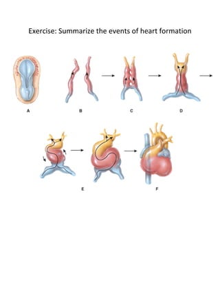 Exercise: Summarize the events of heart formation
 