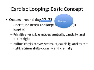 Heart_Development_IAS_IVS_Embryology_34slides.pptx