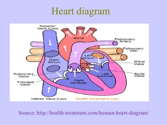 heart diagram heart diagram