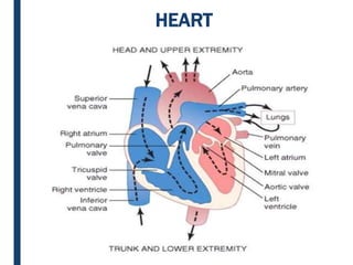 HEART
 