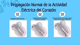 Propagación Normal de la Actividad
Eléctrica del Corazón:
01
Despolarización Auricular
02
Despolarización septal de
Izquierda a Derecha
03
Despolarización de la región antero-
septal del miocardio ventricular
 