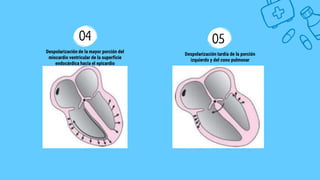 04
Despolarización de la mayor porción del
miocardio ventricular de la superficie
endocárdica hacia el epicardio
05
Despolarización tardía de la porción
izquierdo y del cono pulmonar
 