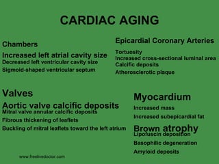 CARDIAC AGING www.freelivedoctor.com Sigmoid-shaped ventricular septum Decreased left ventricular cavity size Increased left atrial cavity size Chambers Buckling of mitral leaflets toward the left atrium Fibrous thickening of leaflets Mitral valve annular calcific deposits Aortic valve calcific deposits Valves Atherosclerotic plaque Calcific deposits Increased   cross-sectional luminal area Tortuosity Epicardial Coronary Arteries Amyloid deposits Basophilic degeneration Lipofuscin deposition Brown  atrophy Increased subepicardial fat Increased mass Myocardium 