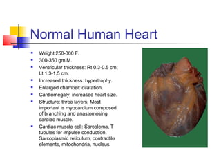 Normal Human Heart
   Weight 250-300 F.
   300-350 gm M.
   Ventricular thickness: Rt 0.3-0.5 cm;
    Lt 1.3-1.5 cm.
   Increased thickness: hypertrophy.
   Enlarged chamber: dilatation.
   Cardiomegaly: increased heart size.
   Structure: three layers; Most
    important is myocardium composed
    of branching and anastomosing
    cardiac muscle.
   Cardiac muscle cell: Sarcolema, T
    tubules for impulse conduction,
    Sarcoplasmic reticulum, contractile
    elements, mitochondria, nucleus.
 
