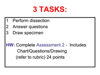Question Dissection Method Heart dissection lab | PPT