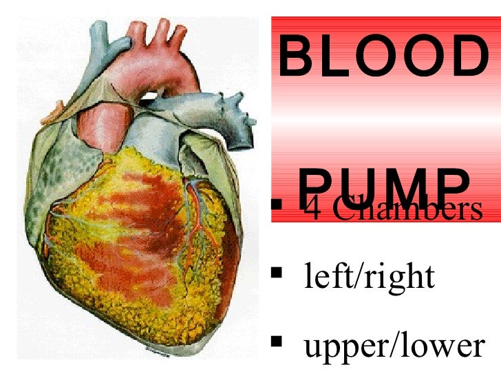 Heart Dissection Lab Worksheet Printable Word Searches