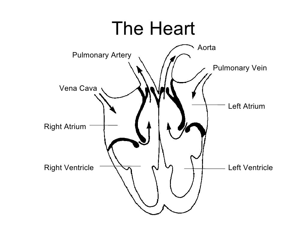 Heart dissection lab