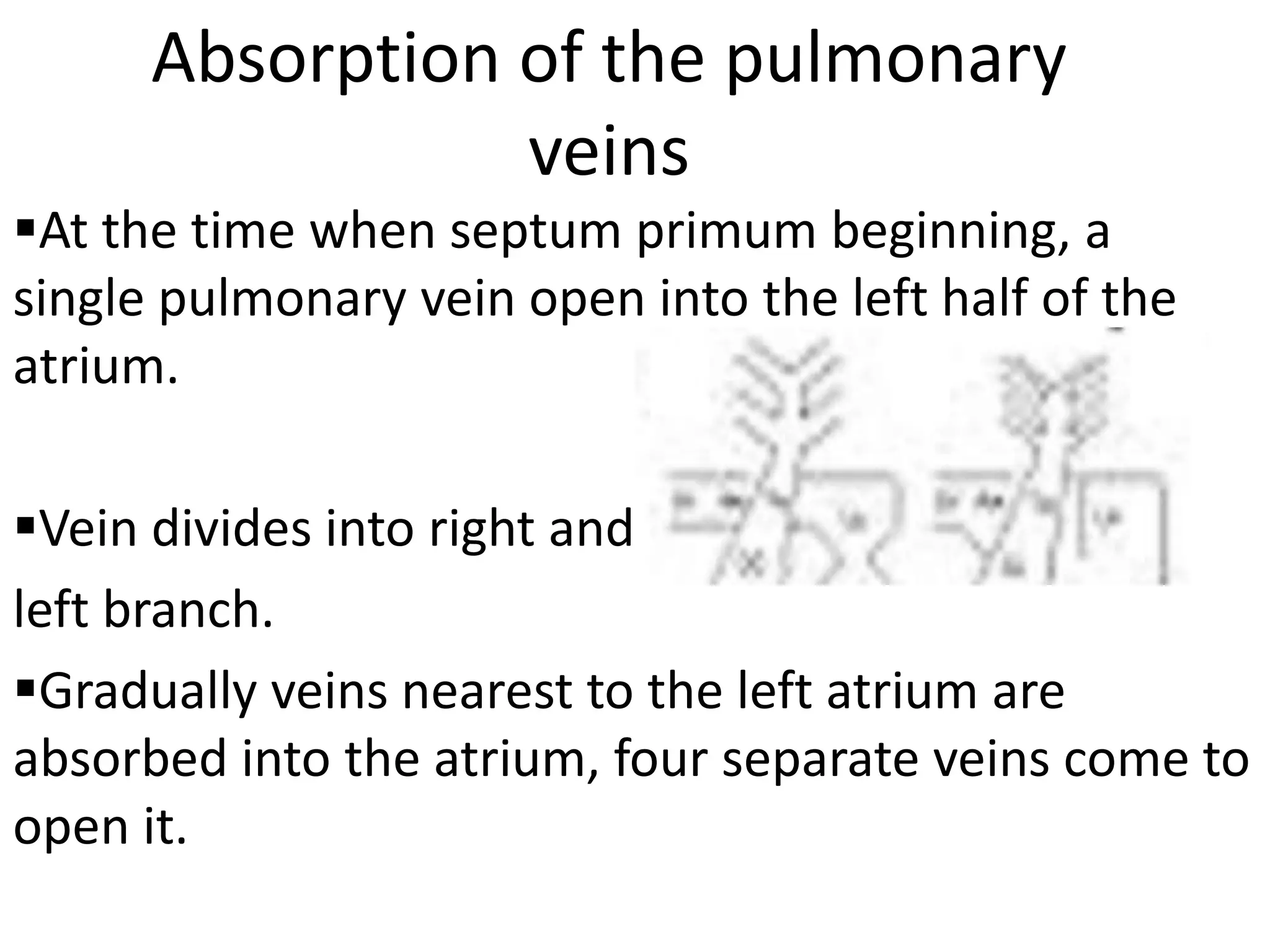 Absorption of the pulmonary
                 veins
At the time when septum primum beginning, a
single pulmonary vein open into the left half of the
atrium.

Vein divides into right and
left branch.
Gradually veins nearest to the left atrium are
absorbed into the atrium, four separate veins come to
open it.
 