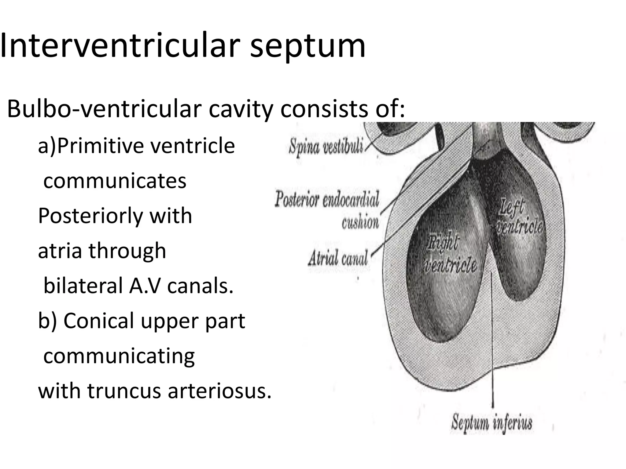 Interventricular septum
Bulbo-ventricular cavity consists of:
  a)Primitive ventricle
  communicates
  Posteriorly with
  atria through
  bilateral A.V canals.
  b) Conical upper part
  communicating
  with truncus arteriosus.
 
