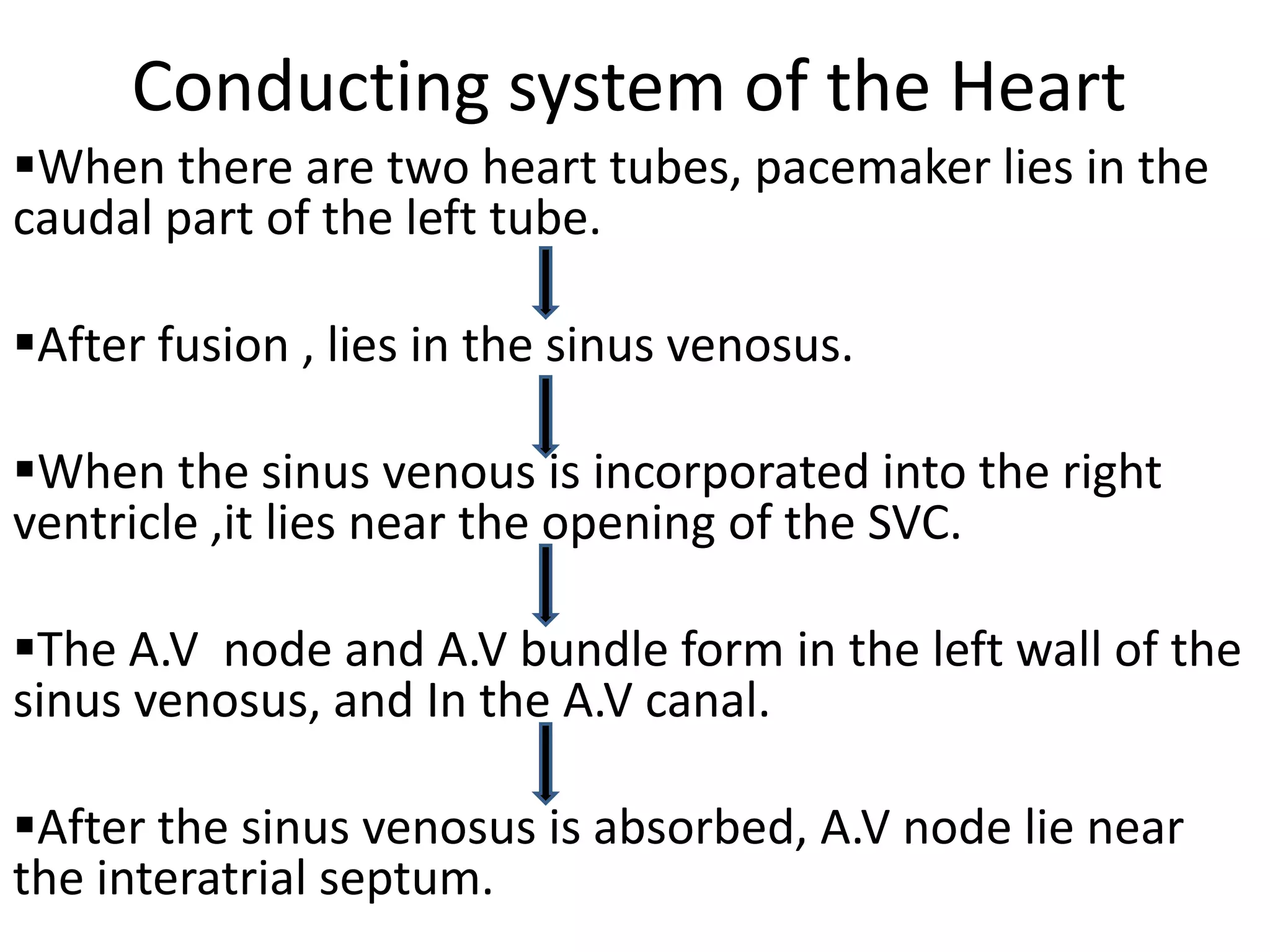 Conducting system of the Heart
When there are two heart tubes, pacemaker lies in the
caudal part of the left tube.

After fusion , lies in the sinus venosus.

When the sinus venous is incorporated into the right
ventricle ,it lies near the opening of the SVC.

The A.V node and A.V bundle form in the left wall of the
sinus venosus, and In the A.V canal.

After the sinus venosus is absorbed, A.V node lie near
the interatrial septum.
 