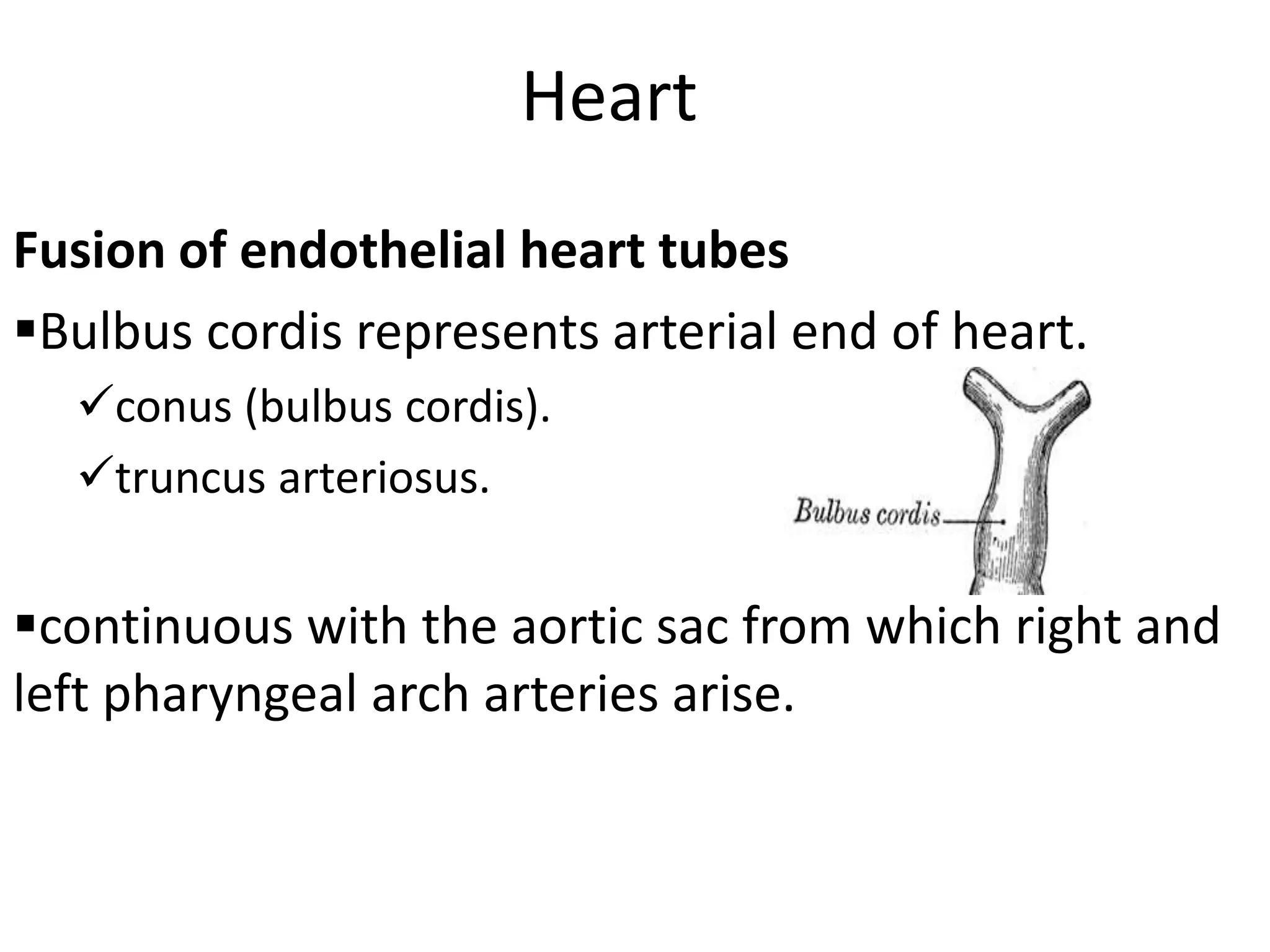 Heart
Fusion of endothelial heart tubes
Bulbus cordis represents arterial end of heart.
  conus (bulbus cordis).
  truncus arteriosus.


continuous with the aortic sac from which right and
left pharyngeal arch arteries arise.
 
