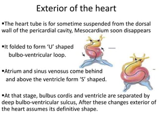 Exterior of the heart
The heart tube is for sometime suspended from the dorsal
wall of the pericardial cavity, Mesocardium soon disappears

It folded to form ‘U’ shaped
   bulbo-ventricular loop.

Atrium and sinus venosus come behind
 and above the ventricle form ‘S’ shaped.

At that stage, bulbus cordis and ventricle are separated by
deep bulbo-ventricular sulcus, After these changes exterior of
the heart assumes its definitive shape.
 