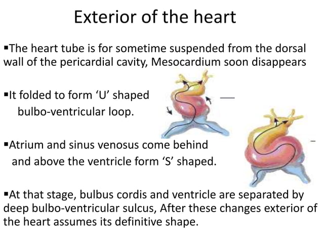 Heart embryology | PPTX | Heart and Cardiovascular Diseases | Diseases ...