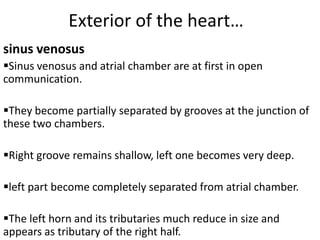 Exterior of the heart…
sinus venosus
Sinus venosus and atrial chamber are at first in open
communication.

They become partially separated by grooves at the junction of
these two chambers.

Right groove remains shallow, left one becomes very deep.

left part become completely separated from atrial chamber.

The left horn and its tributaries much reduce in size and
appears as tributary of the right half.
 