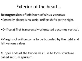 Exterior of the heart…
Retrogression of left horn of sinus venosus
Centrally placed sinu-atrial orifice shifts to the right.

Orifice at first transversely orientated becomes vertical.

Margins of orifice come to be bounded by the right and
left venous valves.

Upper ends of the two valves fuse to form structure
called septum spurium.
 