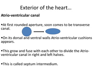 Exterior of the heart…
Atrio-ventricular canal

At first rounded aperture, soon comes to be transverse
canal.

On its dorsal and ventral walls Atrio-ventricular cushions
appears.

This grow and fuse with each other to divide the Atrio-
ventricular canal in right and left halves.

This is called septum intermedium.
 