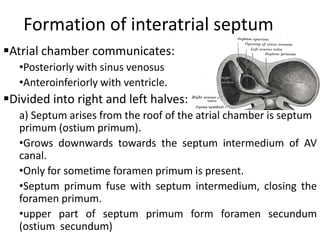 Formation of interatrial septum
Atrial chamber communicates:
   •Posteriorly with sinus venosus
   •Anteroinferiorly with ventricle.
Divided into right and left halves:
   a) Septum arises from the roof of the atrial chamber is septum
   primum (ostium primum).
   •Grows downwards towards the septum intermedium of AV
   canal.
   •Only for sometime foramen primum is present.
   •Septum primum fuse with septum intermedium, closing the
   foramen primum.
   •upper part of septum primum form foramen secundum
   (ostium secundum)
 