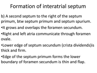 Formation of interatrial septum
b) A second septum to the right of the septum
primum, btw septum primum and septum spurium.
•It grows and overlaps the foramen secundum.
•Right and left atria communicate through foramen
ovale.
•Lower edge of septum secundum (crista dividends)is
thick and firm.
•Edge of the septum primum forms the lower
boundary of foramen secundum is thin and flap.
 