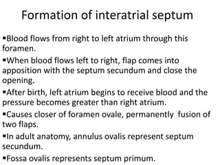 Formation of interatrial septum
Blood flows from right to left atrium through this
foramen.
When blood flows left to right, flap comes into
apposition with the septum secundum and close the
opening.
After birth, left atrium begins to receive blood and the
pressure becomes greater than right atrium.
Causes closer of foramen ovale, permanently fusion of
two flaps.
In adult anatomy, annulus ovalis represent septum
secundum.
Fossa ovalis represents septum primum.
 