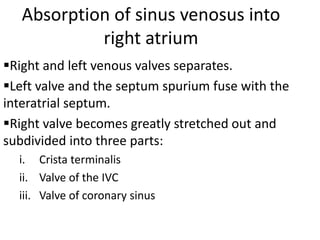 Absorption of sinus venosus into
            right atrium
Right and left venous valves separates.
Left valve and the septum spurium fuse with the
interatrial septum.
Right valve becomes greatly stretched out and
subdivided into three parts:
  i. Crista terminalis
  ii. Valve of the IVC
  iii. Valve of coronary sinus
 