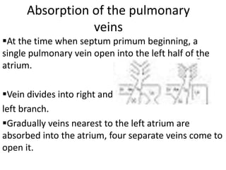 Absorption of the pulmonary
                 veins
At the time when septum primum beginning, a
single pulmonary vein open into the left half of the
atrium.

Vein divides into right and
left branch.
Gradually veins nearest to the left atrium are
absorbed into the atrium, four separate veins come to
open it.
 