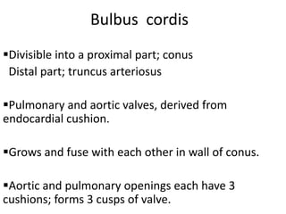 Bulbus cordis
Divisible into a proximal part; conus
 Distal part; truncus arteriosus

Pulmonary and aortic valves, derived from
endocardial cushion.

Grows and fuse with each other in wall of conus.

Aortic and pulmonary openings each have 3
cushions; forms 3 cusps of valve.
 