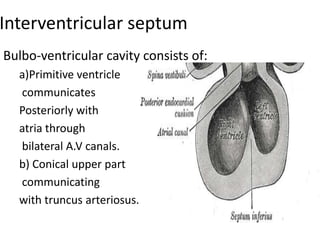 Interventricular septum
Bulbo-ventricular cavity consists of:
  a)Primitive ventricle
  communicates
  Posteriorly with
  atria through
  bilateral A.V canals.
  b) Conical upper part
  communicating
  with truncus arteriosus.
 