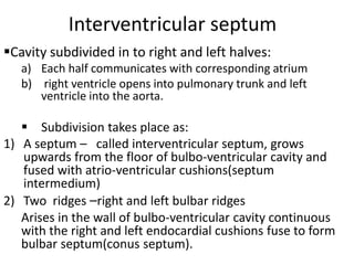 Interventricular septum
Cavity subdivided in to right and left halves:
   a) Each half communicates with corresponding atrium
   b) right ventricle opens into pulmonary trunk and left
      ventricle into the aorta.

    Subdivision takes place as:
1) A septum – called interventricular septum, grows
   upwards from the floor of bulbo-ventricular cavity and
   fused with atrio-ventricular cushions(septum
   intermedium)
2) Two ridges –right and left bulbar ridges
   Arises in the wall of bulbo-ventricular cavity continuous
   with the right and left endocardial cushions fuse to form
   bulbar septum(conus septum).
 