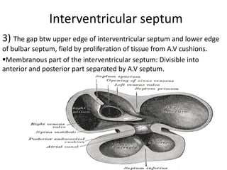 Interventricular septum
3) The gap btw upper edge of interventricular septum and lower edge
of bulbar septum, field by proliferation of tissue from A.V cushions.
Membranous part of the interventricular septum: Divisible into
anterior and posterior part separated by A.V septum.
 