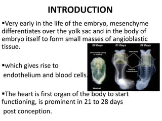 INTRODUCTION
Very early in the life of the embryo, mesenchyme
differentiates over the yolk sac and in the body of
embryo itself to form small masses of angioblastic
tissue.

which gives rise to
endothelium and blood cells.

The heart is first organ of the body to start
functioning, is prominent in 21 to 28 days
 post conception.
 