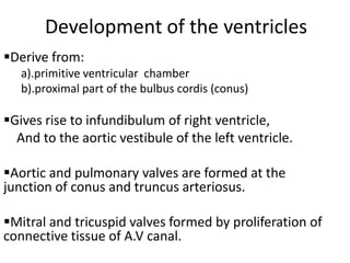 Development of the ventricles
Derive from:
   a).primitive ventricular chamber
   b).proximal part of the bulbus cordis (conus)

Gives rise to infundibulum of right ventricle,
  And to the aortic vestibule of the left ventricle.

Aortic and pulmonary valves are formed at the
junction of conus and truncus arteriosus.

Mitral and tricuspid valves formed by proliferation of
connective tissue of A.V canal.
 