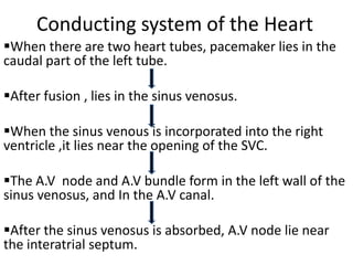 Conducting system of the Heart
When there are two heart tubes, pacemaker lies in the
caudal part of the left tube.

After fusion , lies in the sinus venosus.

When the sinus venous is incorporated into the right
ventricle ,it lies near the opening of the SVC.

The A.V node and A.V bundle form in the left wall of the
sinus venosus, and In the A.V canal.

After the sinus venosus is absorbed, A.V node lie near
the interatrial septum.
 