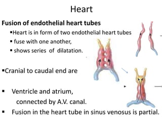 Heart
Fusion of endothelial heart tubes
  Heart is in form of two endothelial heart tubes,
   fuse with one another,
   shows series of dilatation.


Cranial to caudal end are

 Ventricle and atrium,
   connected by A.V. canal.
 Fusion in the heart tube in sinus venosus is partial.
 