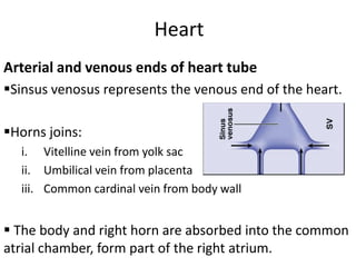 Heart
Arterial and venous ends of heart tube
Sinsus venosus represents the venous end of the heart.

Horns joins:
  i. Vitelline vein from yolk sac
  ii. Umbilical vein from placenta
  iii. Common cardinal vein from body wall


 The body and right horn are absorbed into the common
atrial chamber, form part of the right atrium.
 