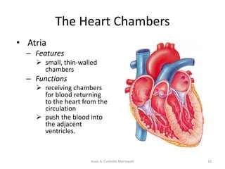 The Heart ChambersAtria Features small, thin-walled chambers Functions receiving chambers for blood returning to the heart from the circulation 