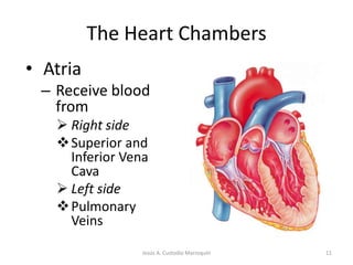 push the blood into the adjacent ventricles.10Jesús A. Custodio Marroquín