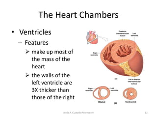 The Heart ChambersAtria Receive blood from Right side 