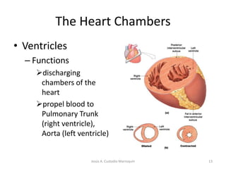 Superior and Inferior Vena Cava 