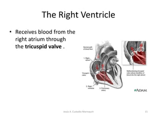 Pulmonary Veins11Jesús A. Custodio Marroquín