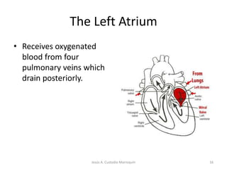 The Heart ChambersVentricles Features make up most of the mass of the heart 